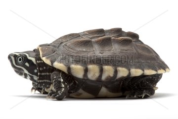 Malayan Snail-eating Turtle in studio