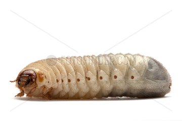 Sun Beetle larvae to feed the NACs