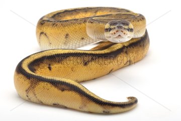 Royal Python 'citrus pastel genetic stripped' in studio