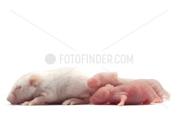 Baby white mice bred to feed the NACs