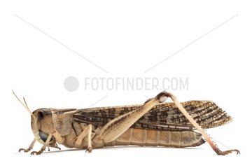 African locust bred to fed the NACs in studio