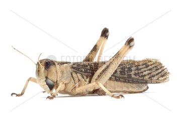 African locust bred to fed the NACs in studio