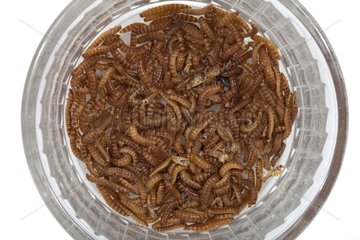 Larvae Darkling Beetle bred to feed NACs