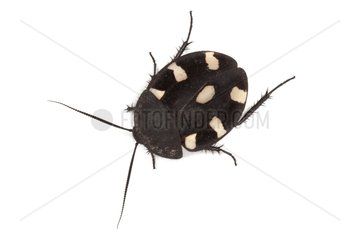 Domino cockroach in studio