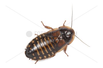 Orange-spotted cockroach in studio