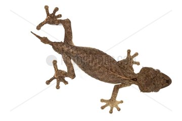Nosy Be Flat-tailed Gecko in studio