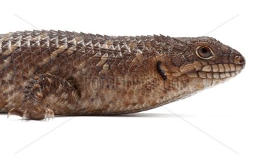 Portrait of a Gidgee Spiny-tailed Skink in studio