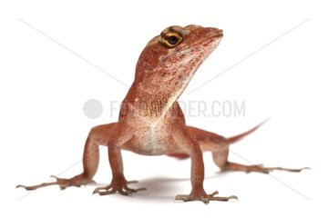Brown anole in its red form in studio