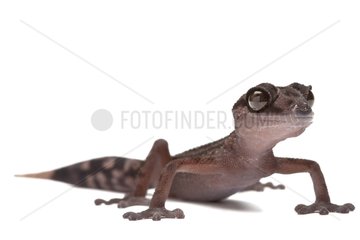 Graceful Madagascar Ground Gecko in studio