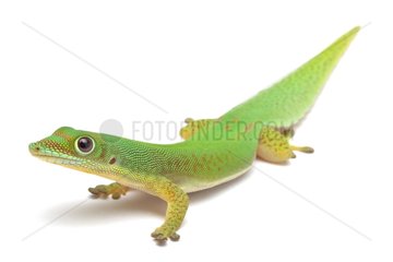 Serrated Day Gecko in studio