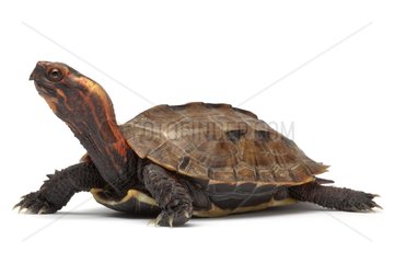 Okinawa Black-breasted Leaf Turtle in studio