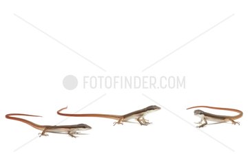 Newborn Oriental Long-tailed Grass Lizards in studio