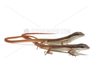 New born Oriental Long-tailed Grass Lizards in studio