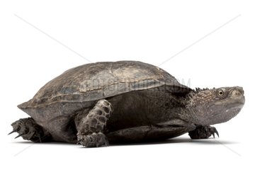 Black Spine-necked Swamp Turtle in studio