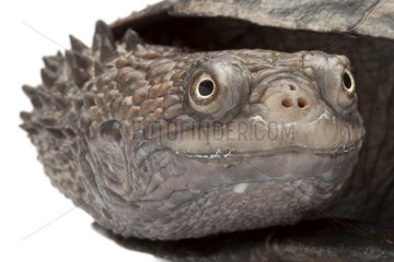 Portrait of a Black Spine-necked Swamp Turtle in studio