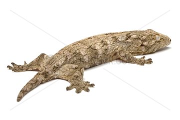 Leach's Giant Gecko in studio