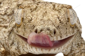 Portrait of a Leach's Giant Gecko in studio