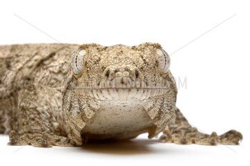 Portrait of a Leach's Giant Gecko in studio