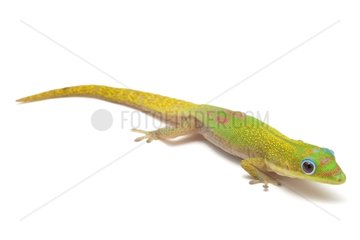 Broad-tailed Day Gecko in studio