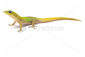 Broad-tailed Day Gecko in studio
