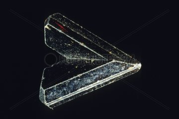Rutile crystal on a black background