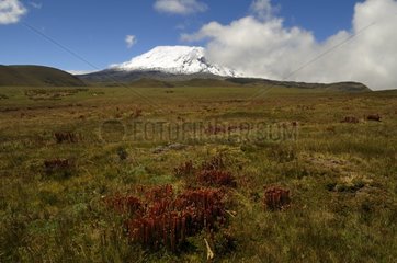 Antisana volcano and bog landscape Andes Ecuador