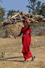 Woman carrying firewood Madhya Pradesh India