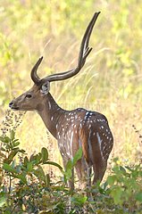 Axis deer male Kanha Madhya Pradesh India