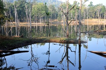 Wetland in the Pench National Park India