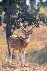 Axis deer male PN Pench Madhya Pradesh India