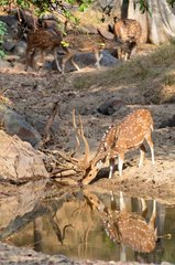 Axis deer male at water PN Pench Madhya Pradesh India