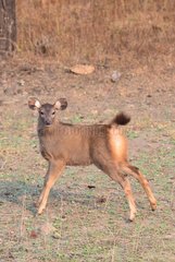 Young Deer Sambar PN Pench Madhya Pradesh India