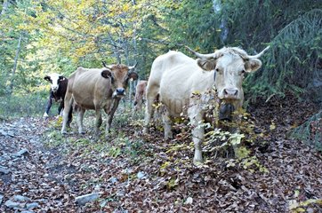 Cows down the mountain pastures in autumn Vercors France