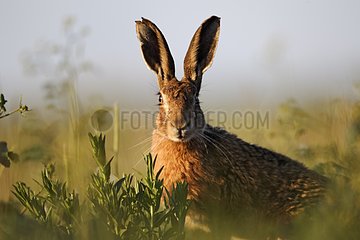 Brown hare on grass - Midlands UK