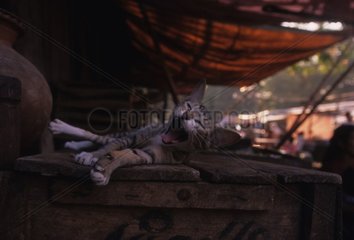 Katze Myanmar Burma dehnen