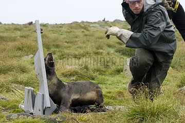 Scientific releasing a Northern Fur Seal Alaska