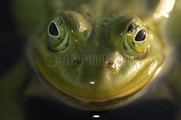 Porträt eines Poolfrosches Niederlande