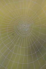 Spiderweb covered with morning dew France