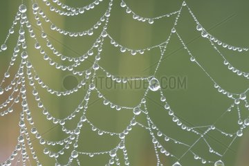 Dewdrops on a spider web in the early morning France