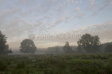 Pasture in the Vologne Valley in the early morning France