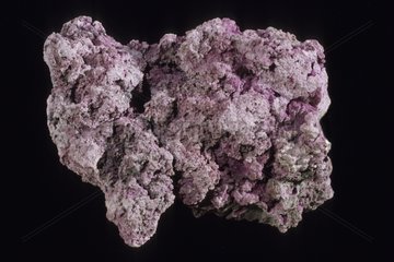 Erytrite native of Hesse-Cassel in Germany