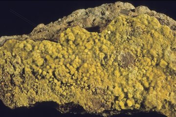Autunite radioactive mineral