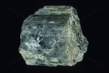 Actinote native from United States
