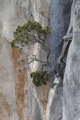 Tree clinging to the cliff Gorges du Verdon France
