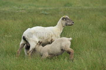 Ewes suckling her lamb in a meadow at spring France