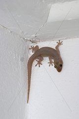 Gecko hat in der Wiedervereinigung an einer Wand geworfen