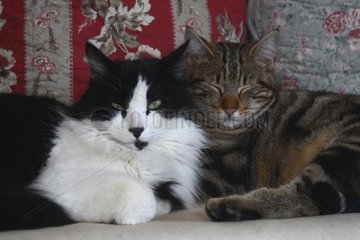 Katzen verlÃ¤ngerten sich an einem Sofa Frankreich