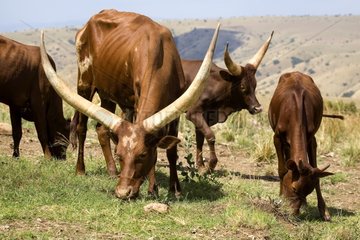 Cows of the Tutsi shepherds invading the national park Rwanda