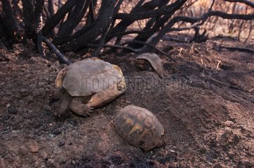 Cadavres de tortues d' Hermann Massif des Maures été 2003