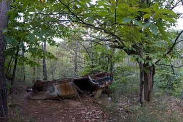 Kadaverauto in einem Wald